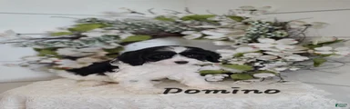 Domino 