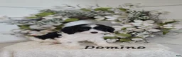 Cavapoo dogs for sale: Domino  - Ad 1