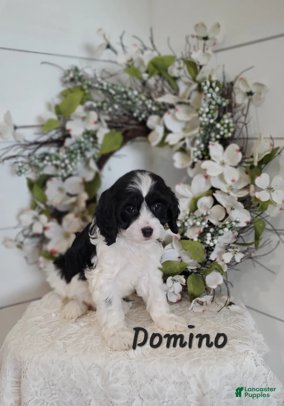 Cavapoo dogs for sale: Domino  - Ad 1