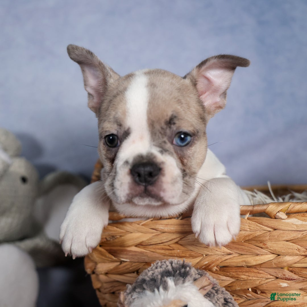Frenchton dogs for sale: NORA - Ad 17