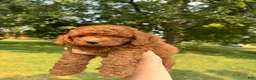 Cockapoo dogs for sale: Glacier  - Ad 2
