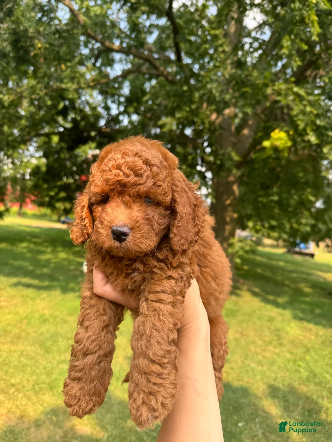 Cockapoo dogs for sale: Glacier  - Ad 2