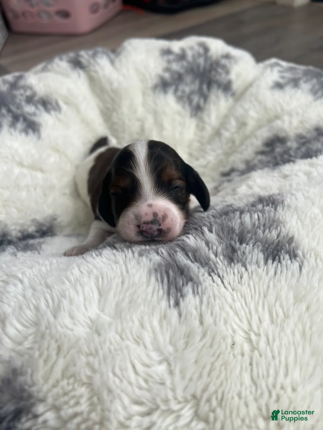 Miniature Dachshund dogs for sale: Cookie - Ad 14