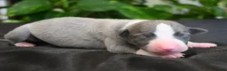 Whippet dogs for sale: Krew - Ad 1