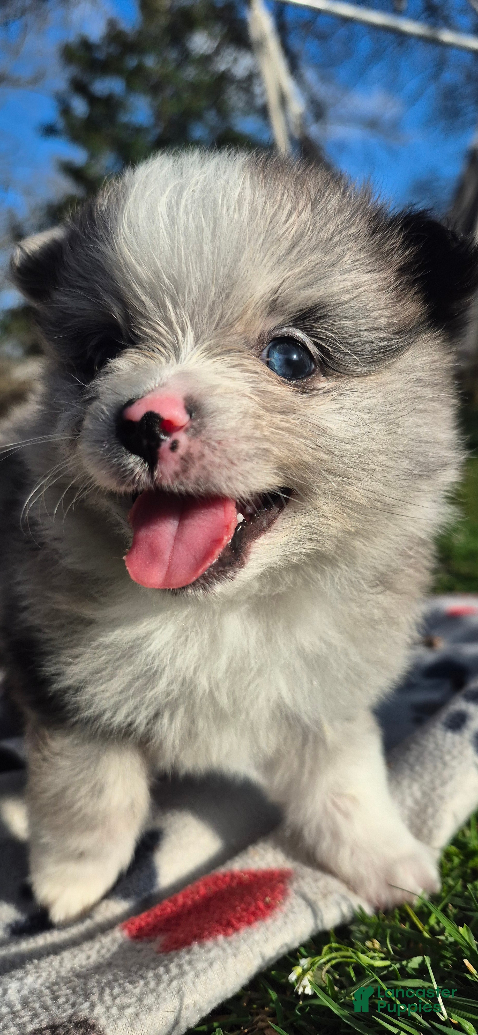 Pomeranian dogs Smoke - Ad 2