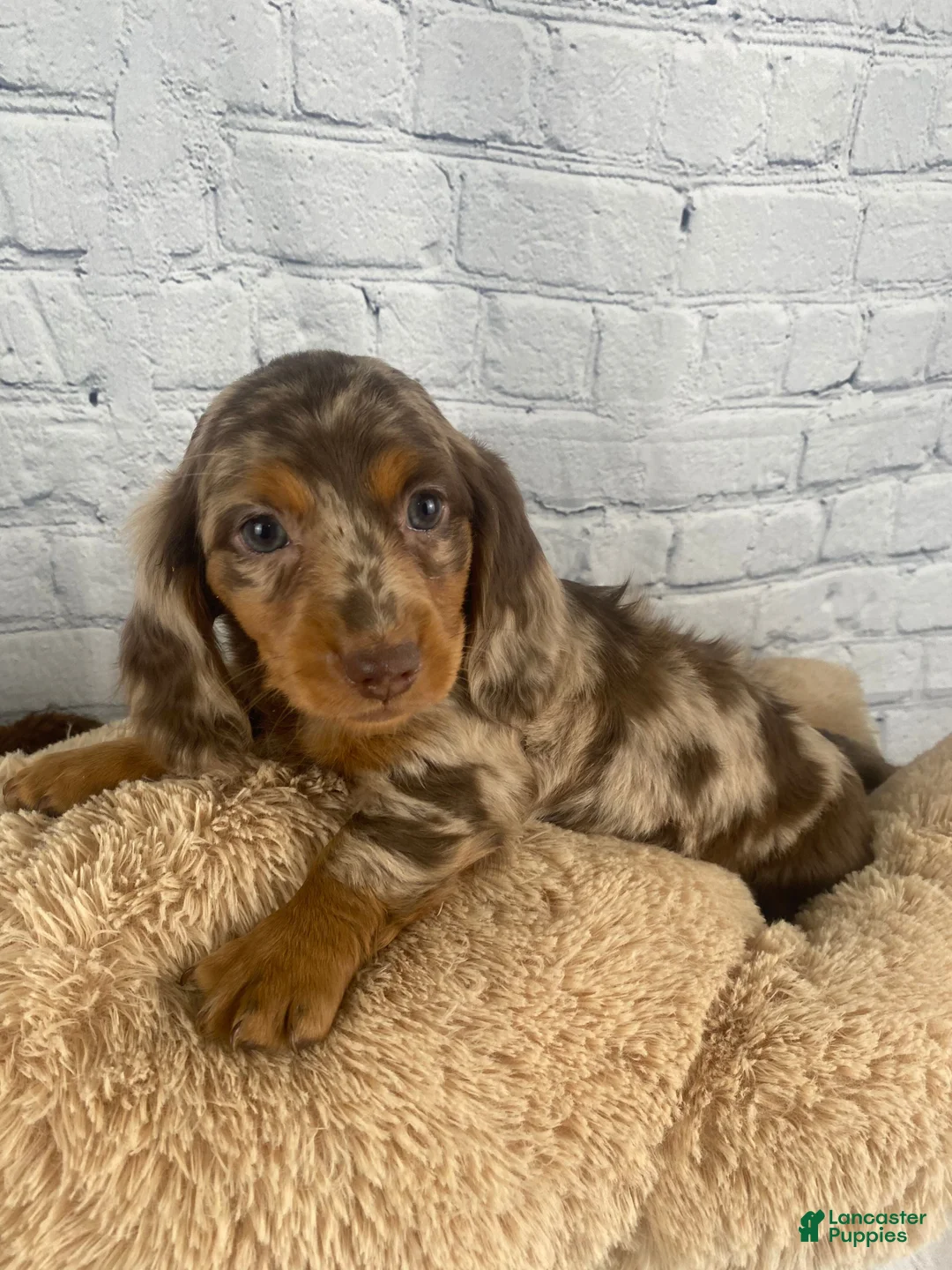 Miniature Dachshund dogs for sale: Lola - Ad 1