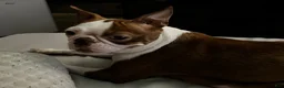 Boston Terrier dogs for sale: Boston Terrier 3 - Ad 3