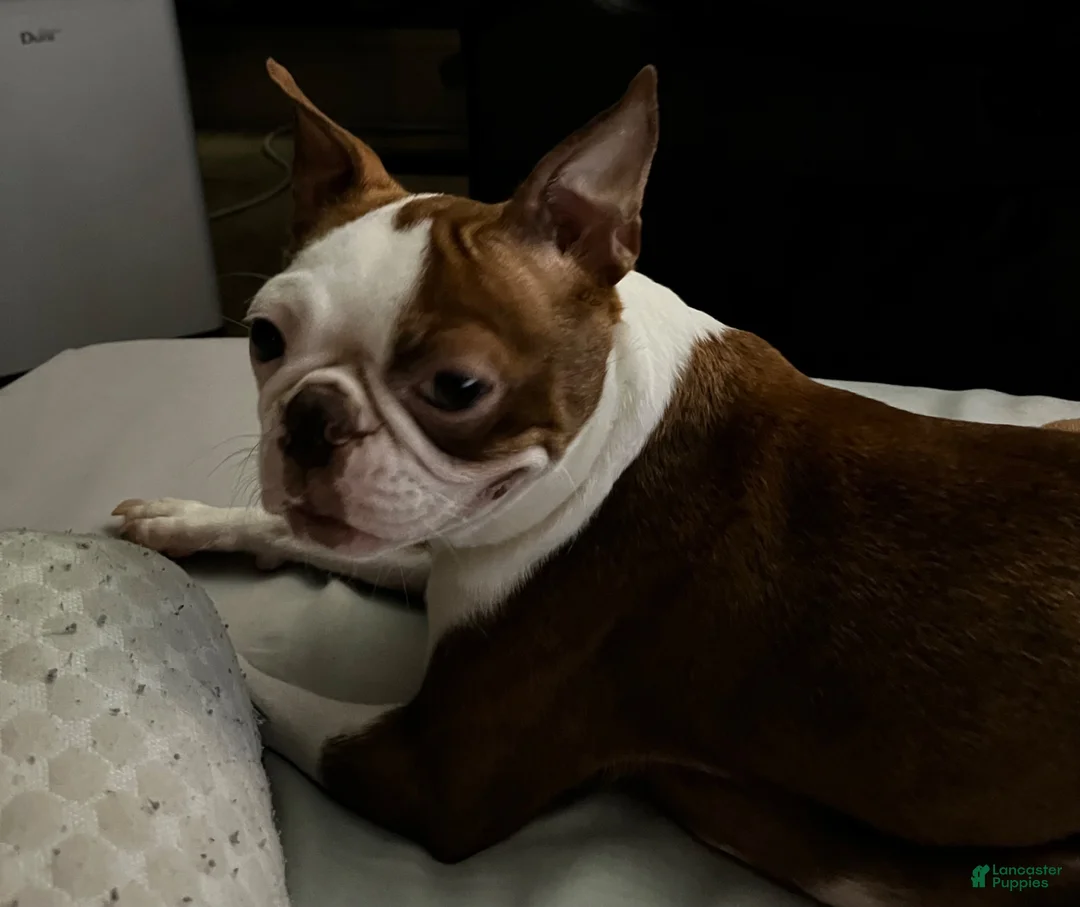 Boston Terrier dogs for sale: Boston Terrier 1 - Ad 2