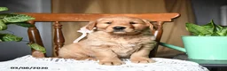Golden Retriever dogs for sale: Clementine - Ad 4
