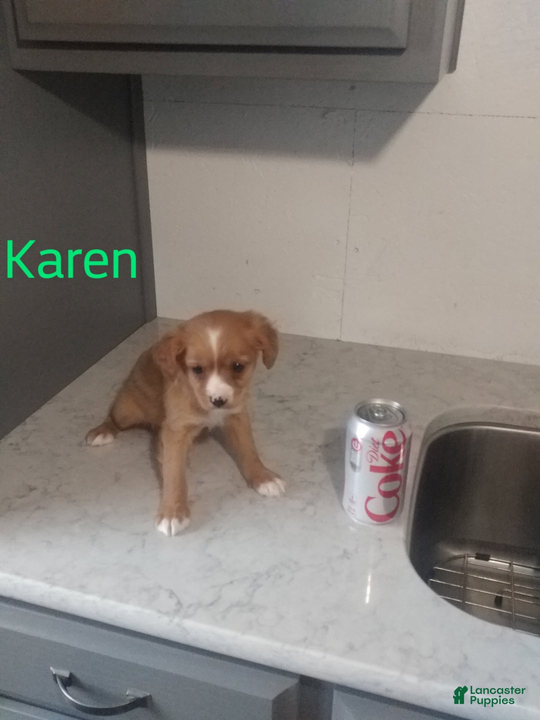 Mixed Breed dogs for sale: Karen - Ad 2