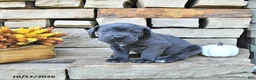 Cane Corso dogs for sale: Jax - Ad 3