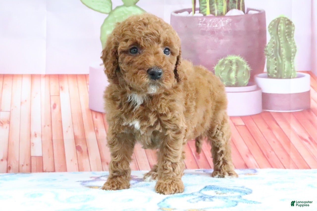 Mini Goldendoodle dogs Hannah - Ad 2