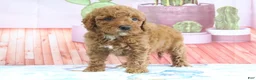 Mini Goldendoodle dogs for sale: Hannah - Ad 2