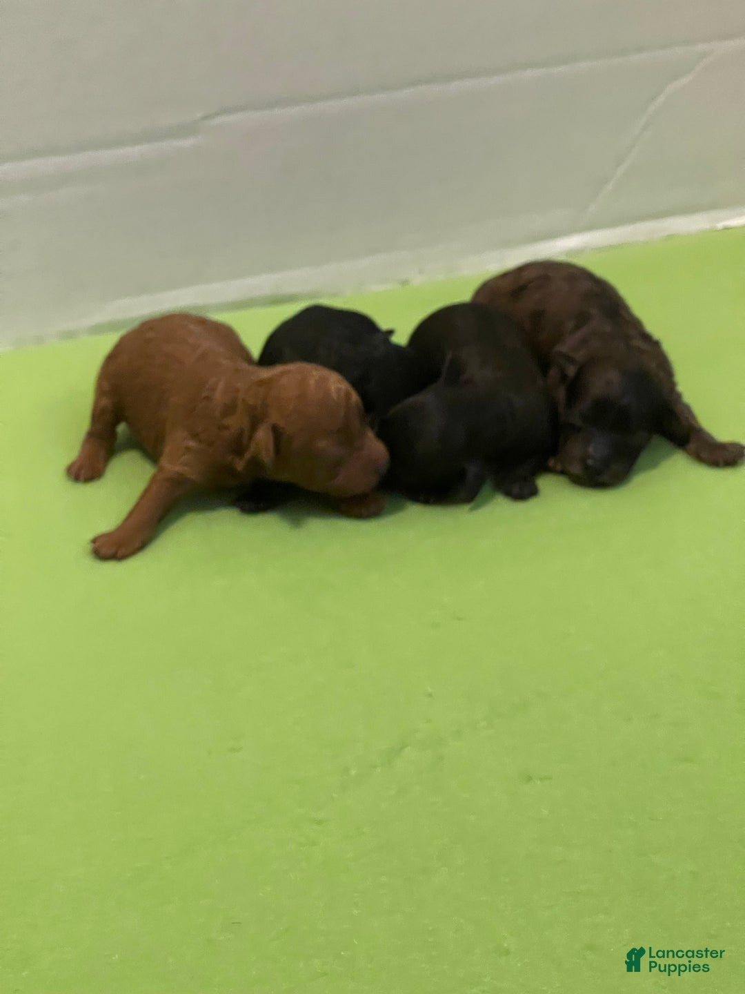Toy Poodle dogs for sale: Toy Poodle Puppy 2 - Ad 7