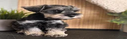 Miniature Schnauzer dogs for sale: Max - Ad 7