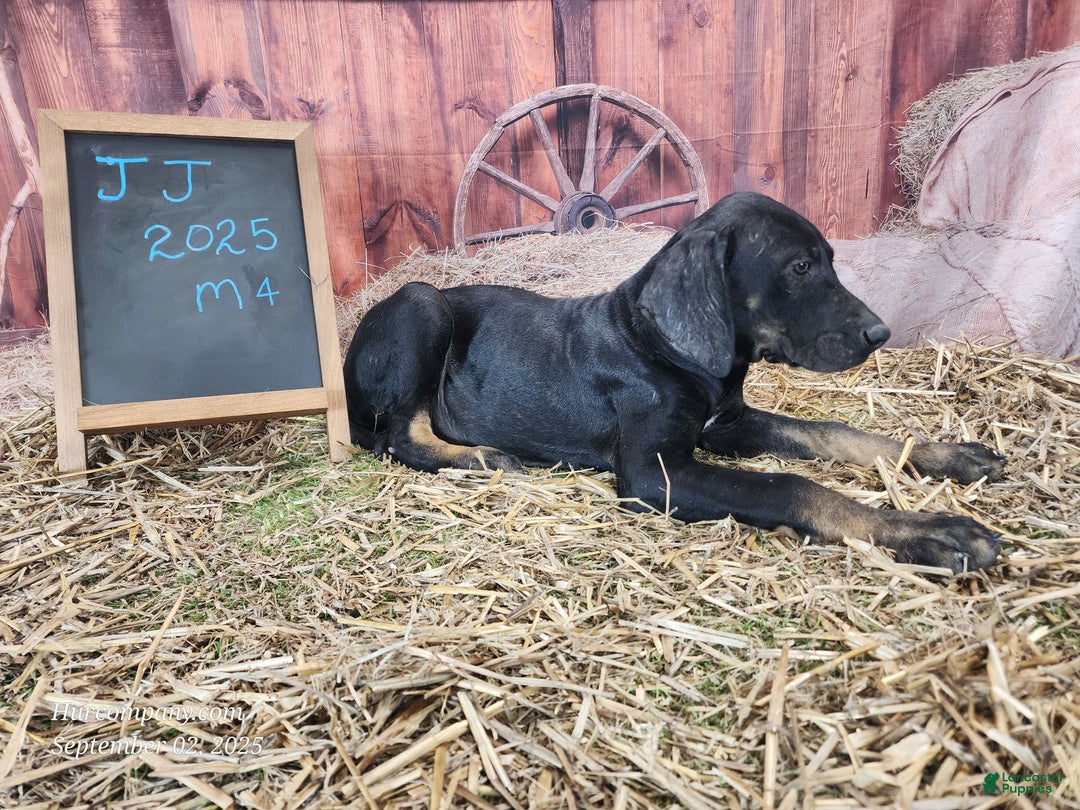 Catahoula Leopard Dog dogs for sale: JJ 2025 Male 4 - Ad 8