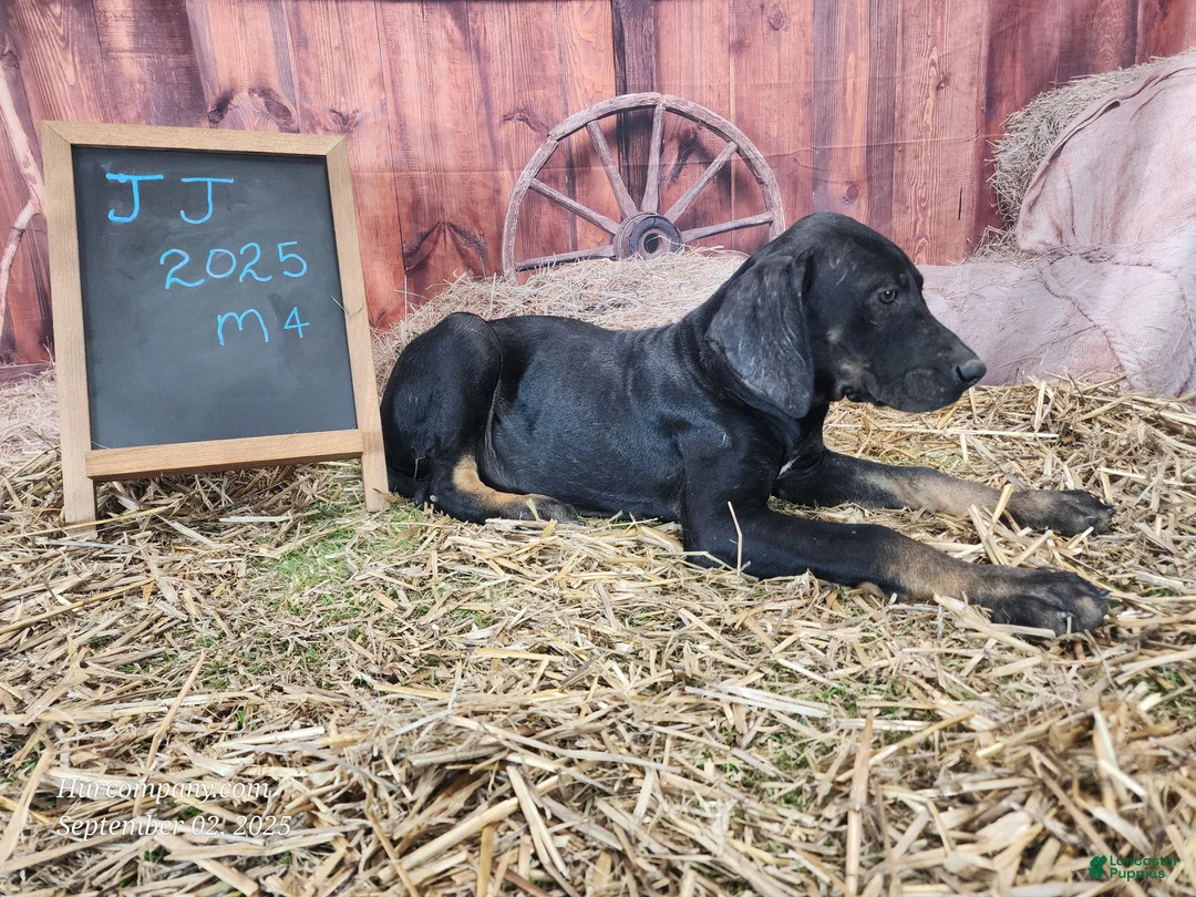 Catahoula Leopard Dog dogs for sale: JJ 2025 Male 4 - Ad 8