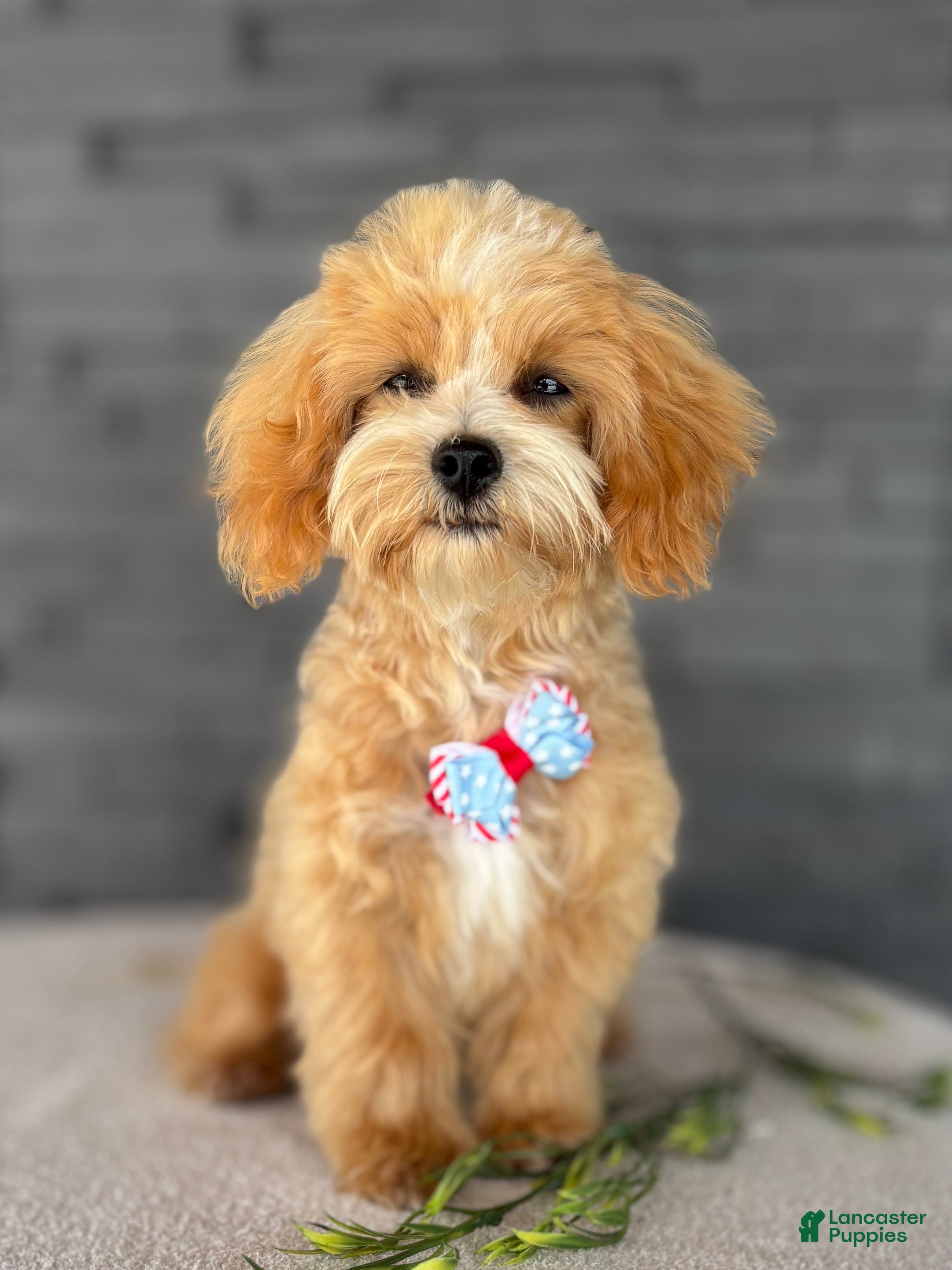maripooh　1001 Maltipoo Puppies for sale in Cincinnati, Ohio | Lancaster Puppies