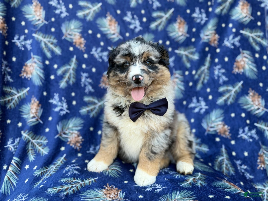 Miniature Australian Shepherd dogs for sale: Taco - Ad 2