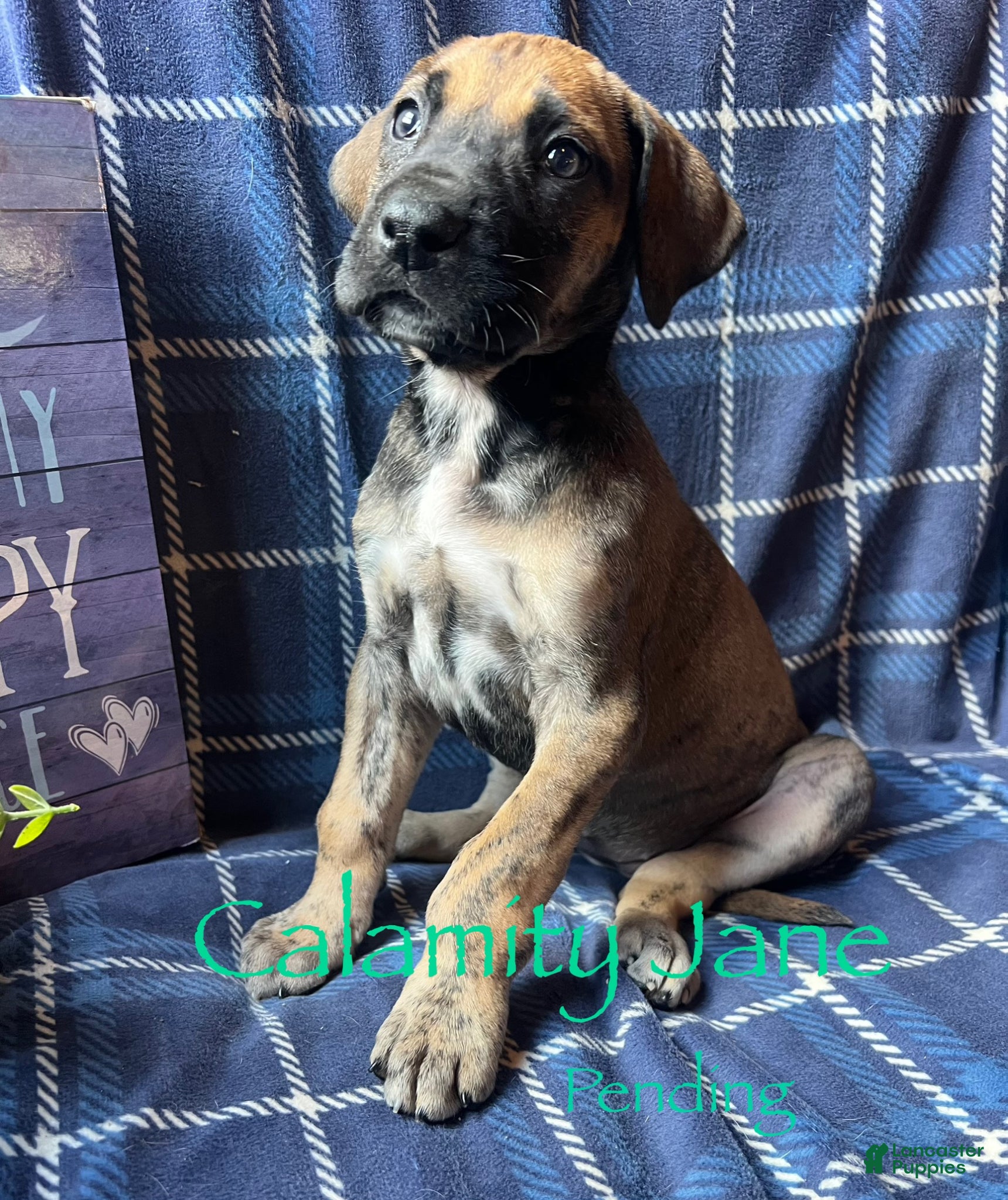 Great Dane dogs Calamity Jane - Ad 20