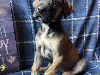 Great Dane dogs Calamity Jane - Ad 20