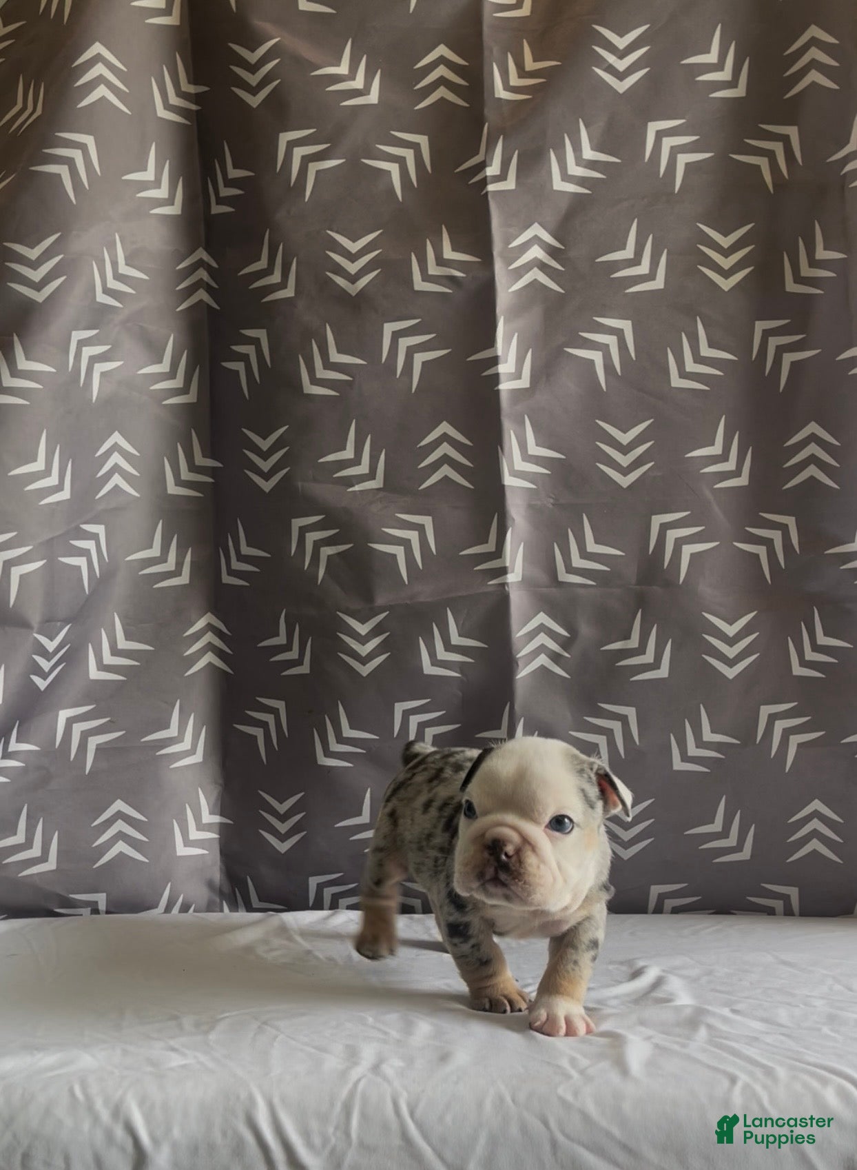 English Bulldog dogs for sale: English Bulldog Puppy - Chevy  - Ad 4