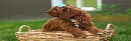 Cavapoo dogs for sale: OSCAR - Ad 4