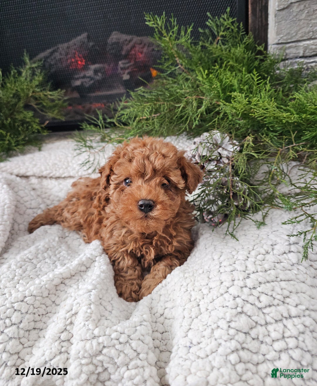 Mini Goldendoodle dogs for sale: Brewster - Ad 3