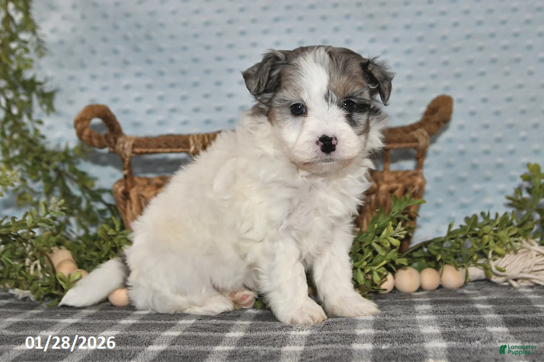 Havapoo dogs for sale: Emily - Ad 4