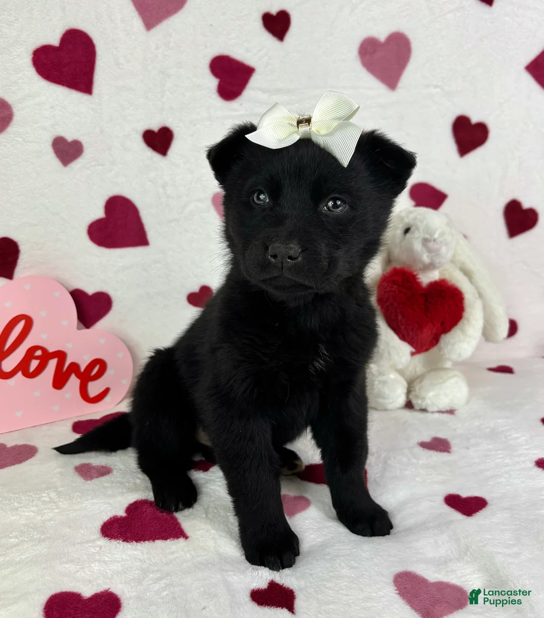 Mixed Breed dogs for sale: Clara - Ad 5