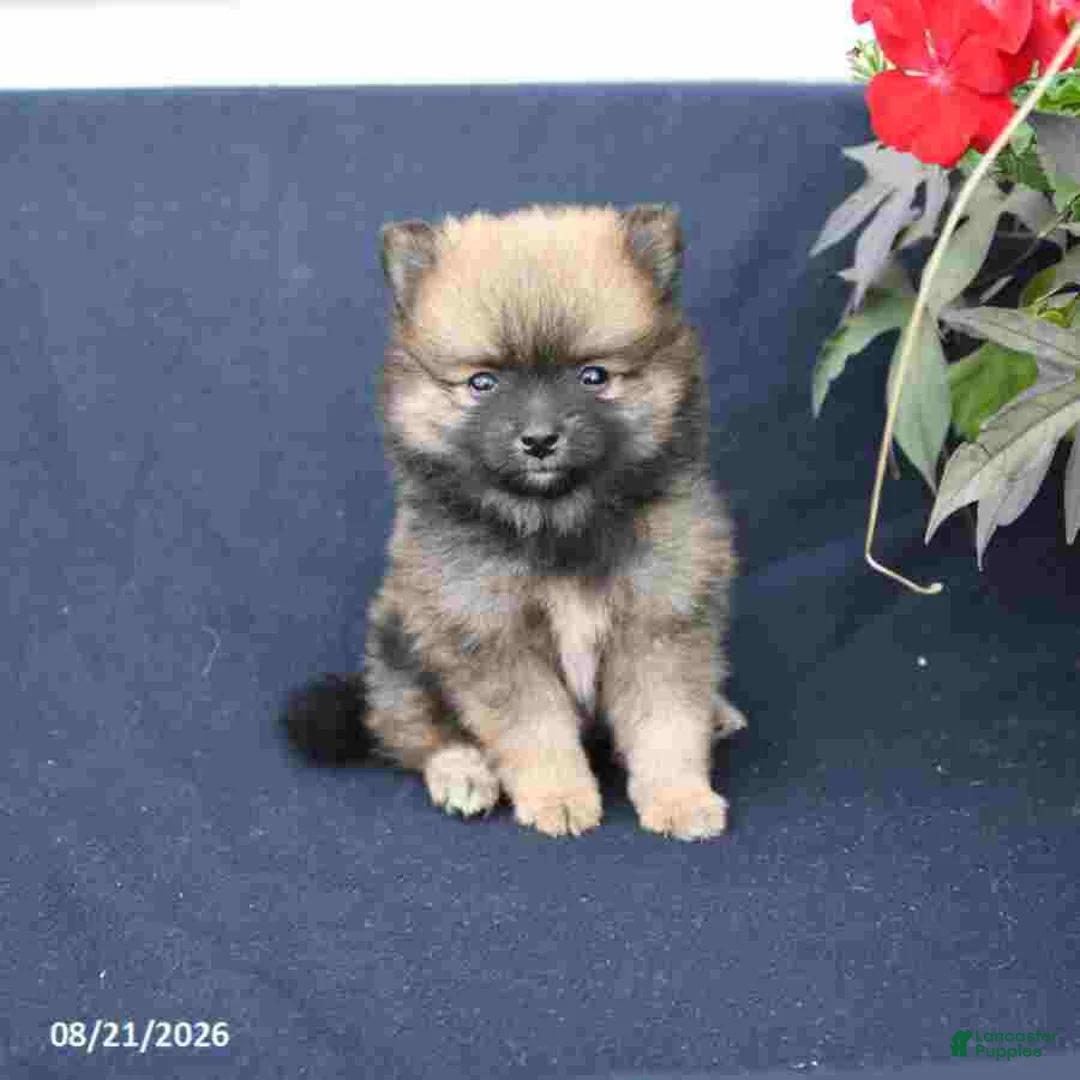 Pomeranian dogs for sale: Magnus - Ad 1
