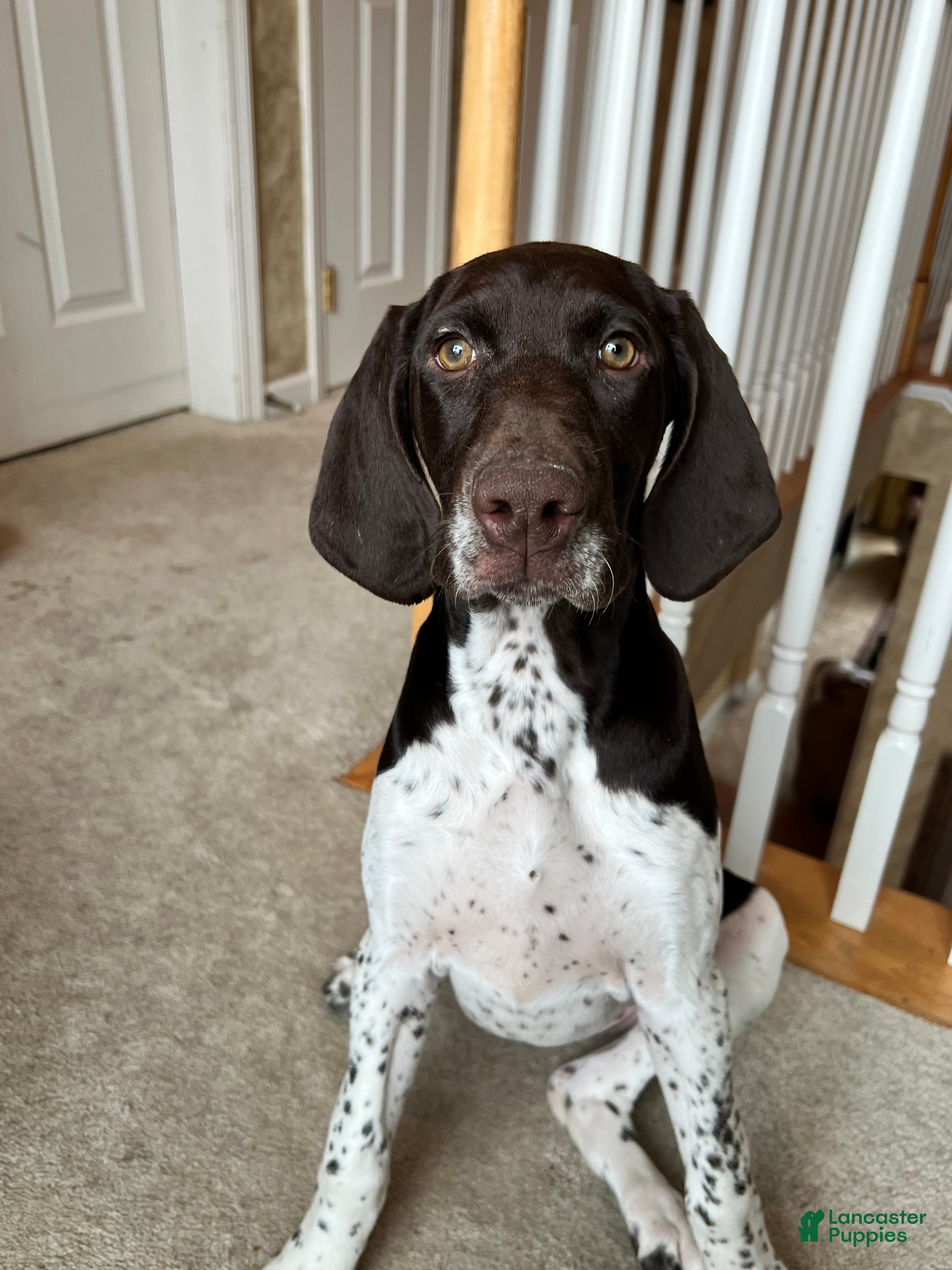 German Shorthaired Pointer dogs for sale:  Puppy 1 - Ad 2