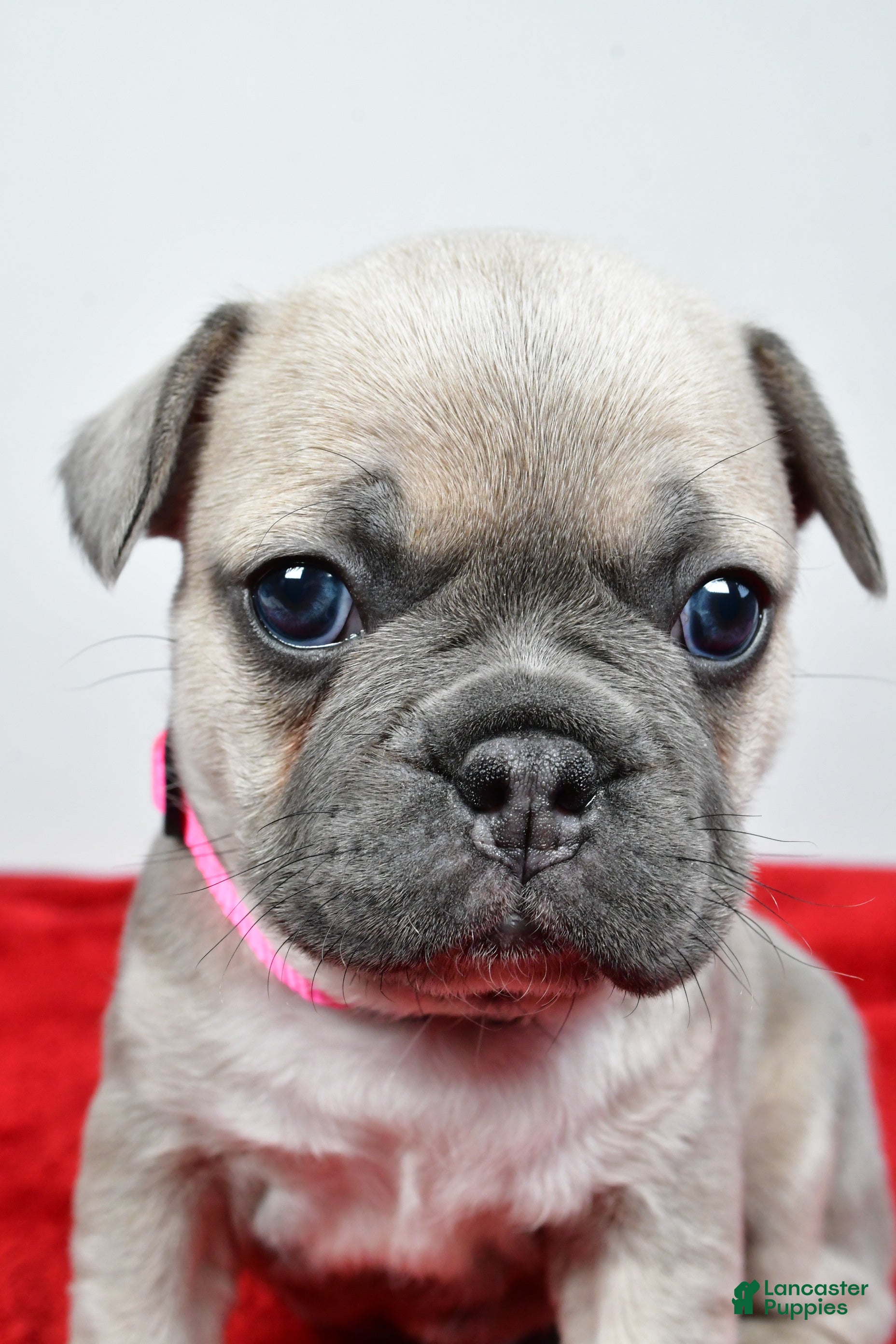 Mixed Breed dogs Luna - Ad 2