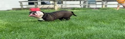 Olde English Bulldogge dogs for sale: Olde English Bulldogge 1 - Ad 9