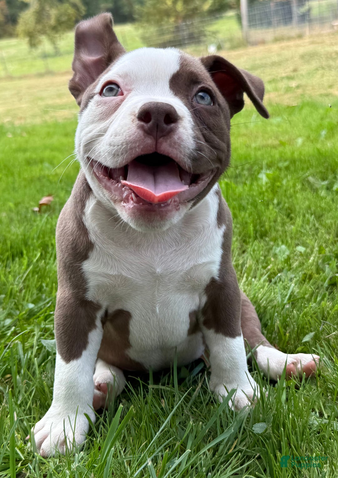 American Bully dogs for sale: Choco/White Female  - Ad 10