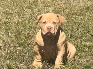 American Bully dogs - Ad 5