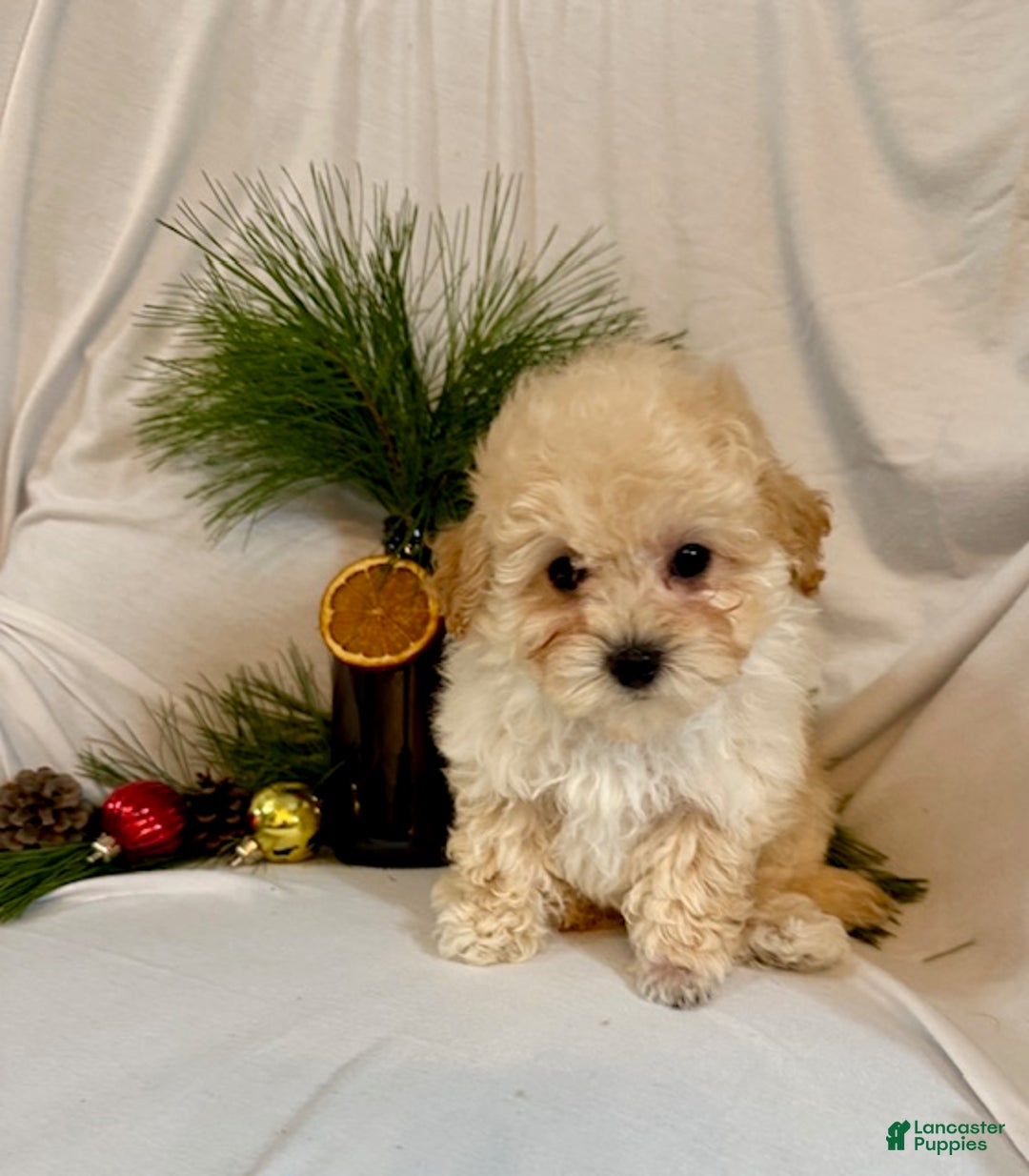 Toy Poodle dogs for sale: Gene - Ad 5