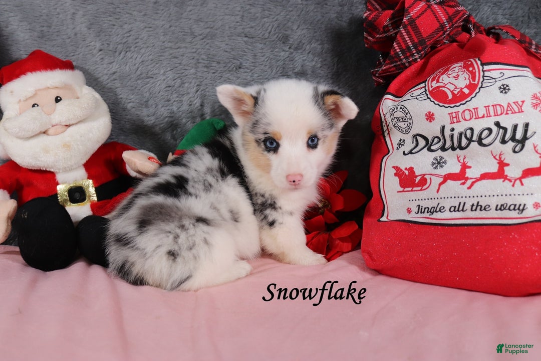Welsh Corgi Pembroke dogs for sale: Snowflake - Ad 2