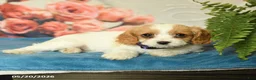 Cavapoo dogs for sale: Magnolia - Ad 3