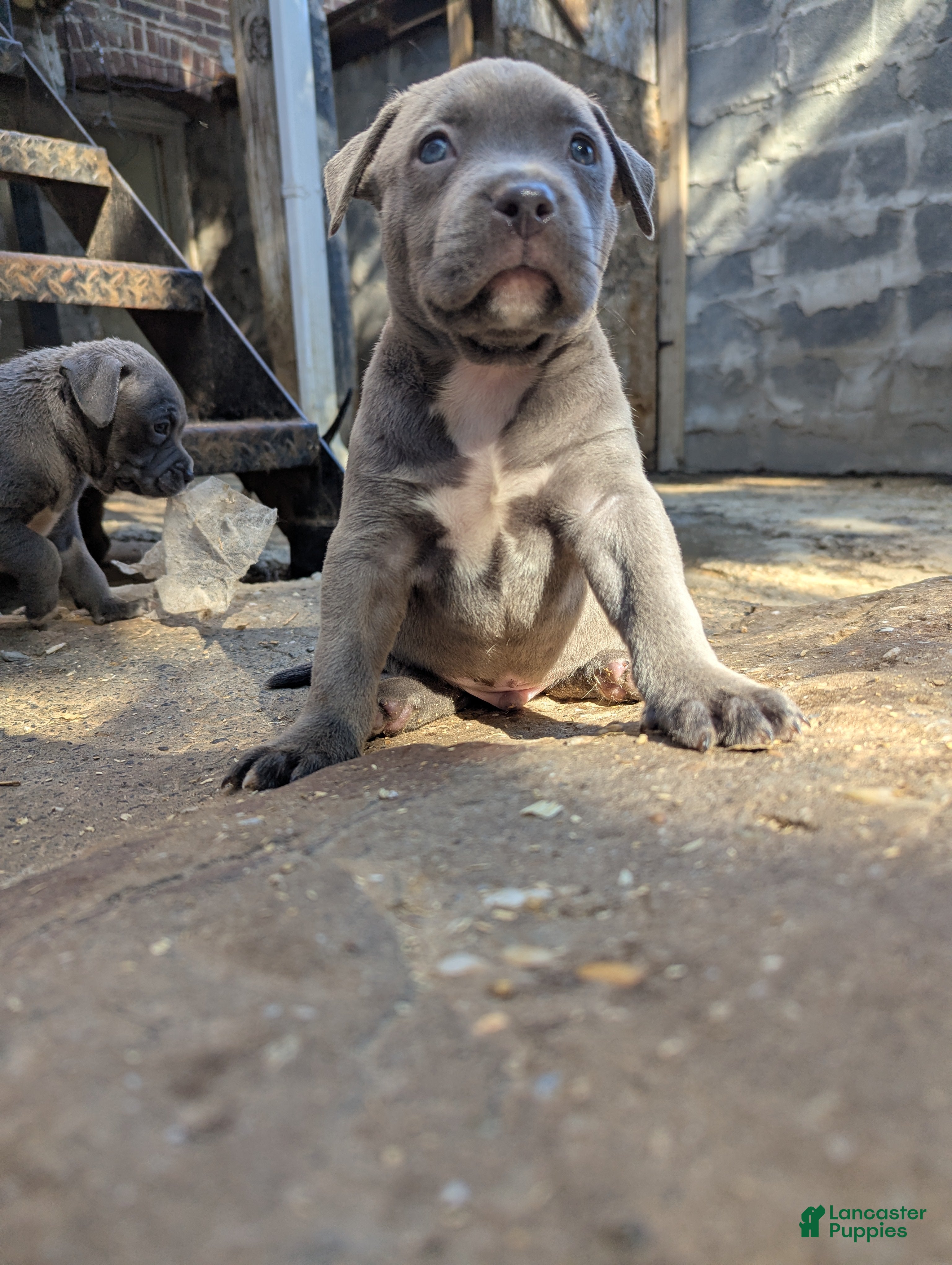 American Bully dogs G4 - Ad 2