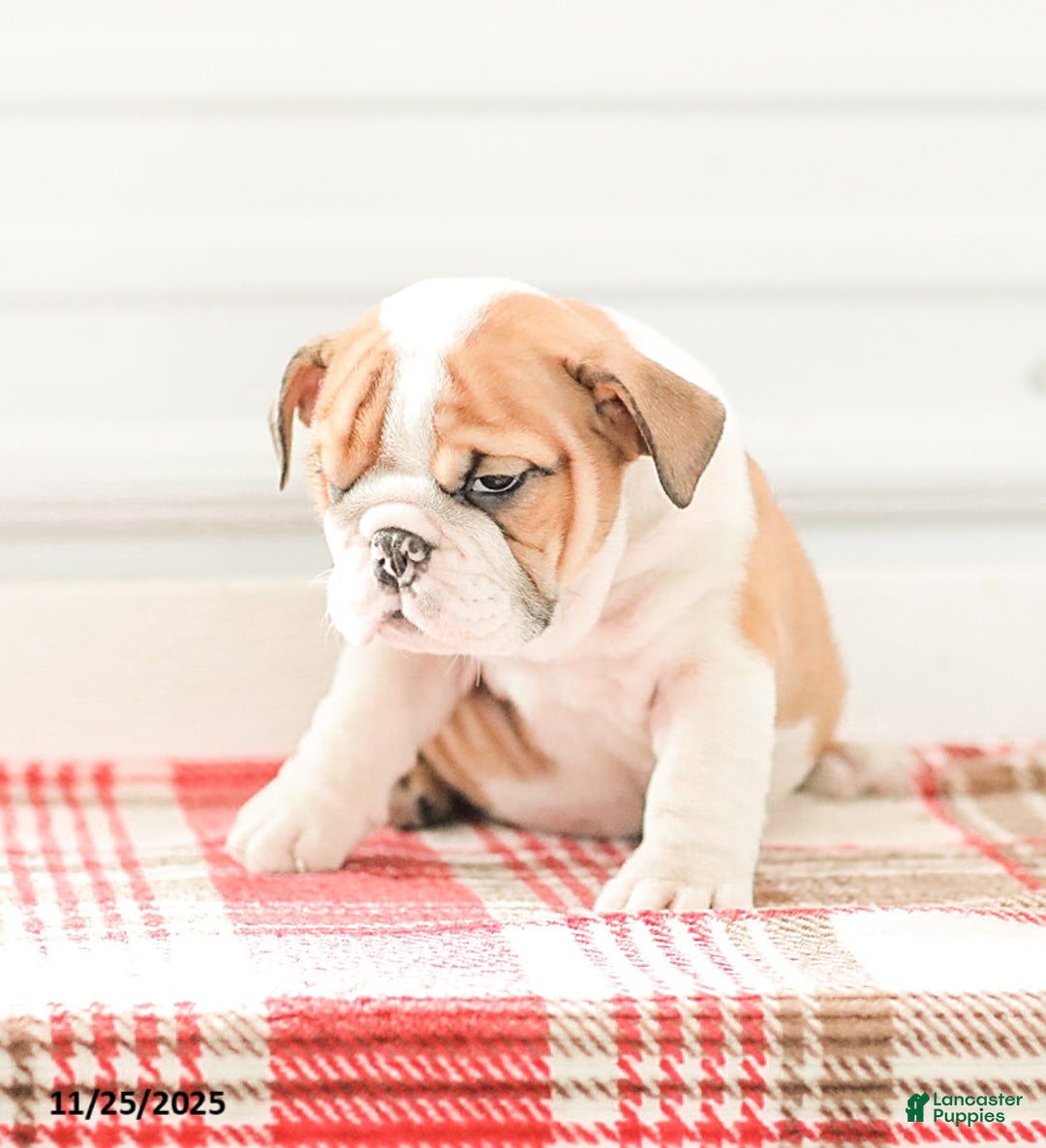 English Bulldog dogs for sale: Rob - Ad 8