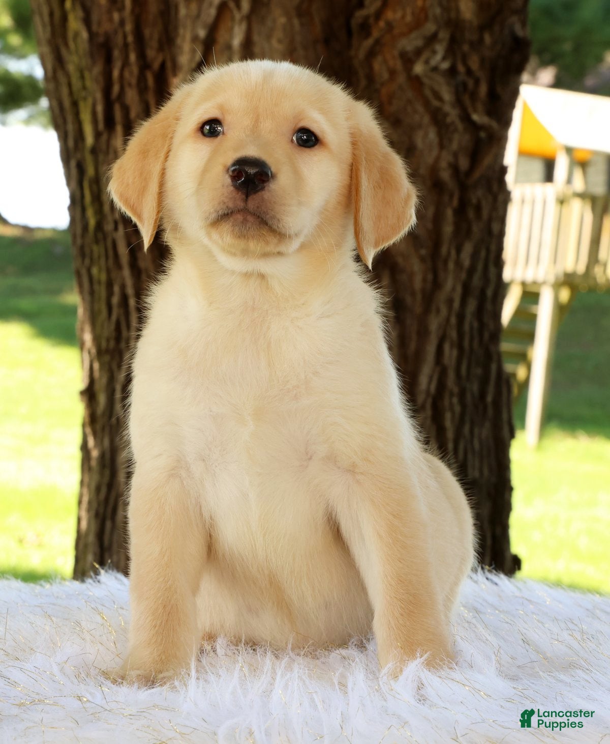 Labrador Retriever dogs Lacey - Ad 2