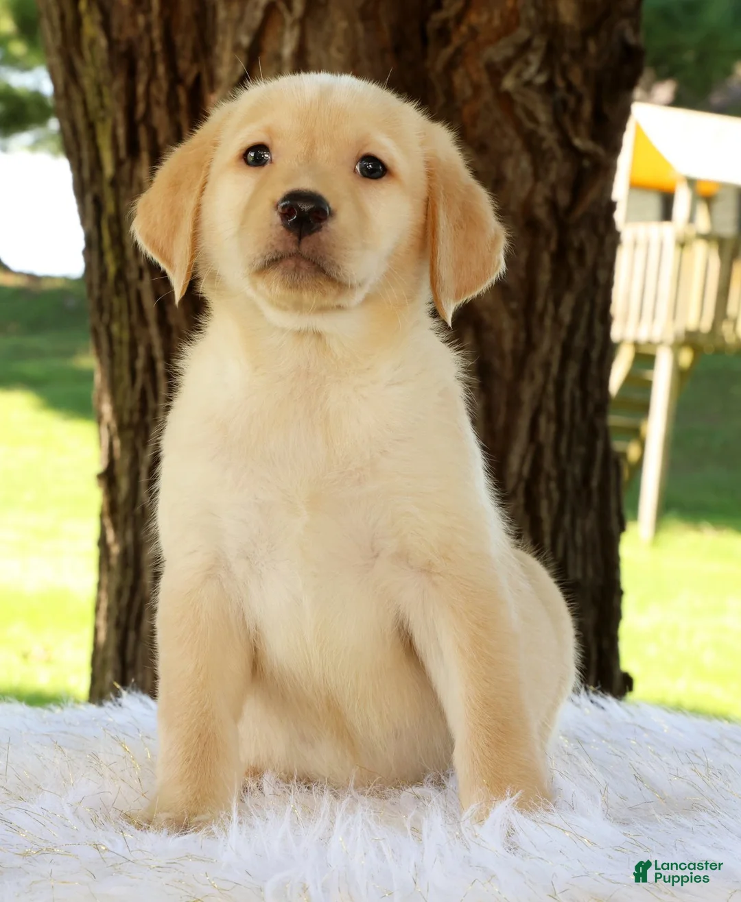 Labrador Retriever dogs for sale: Lacey - Ad 2