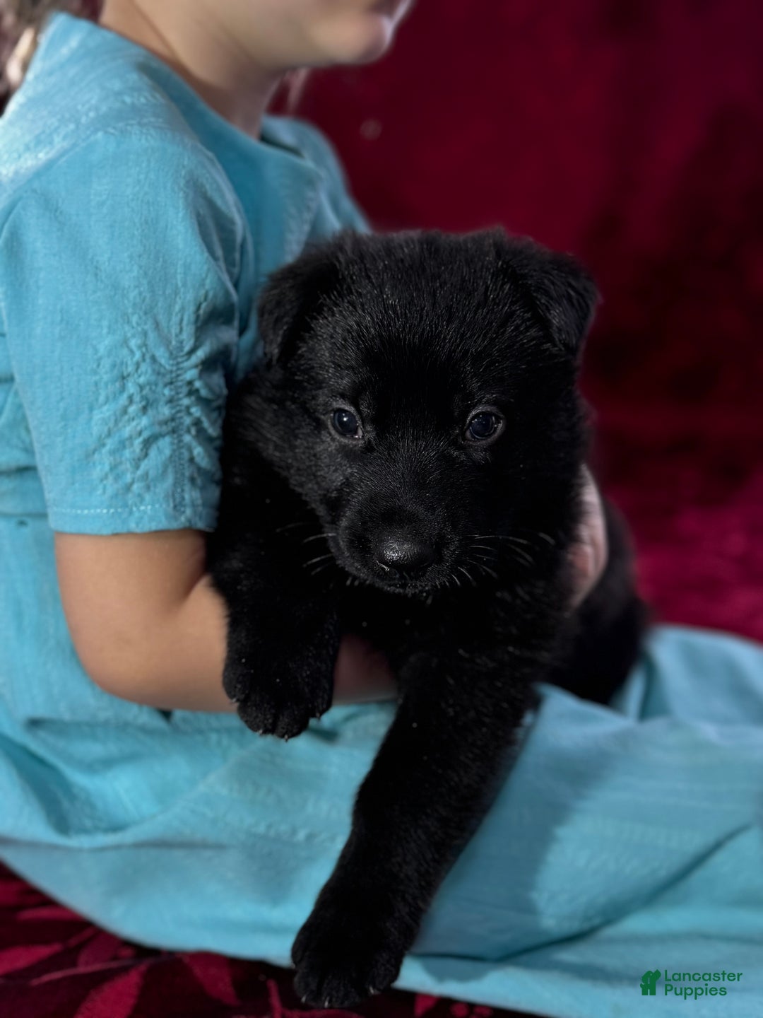 German Shepherd dogs for sale: Durango - Ad 12