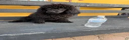 Standard Poodle dogs for sale: Luna - Ad 4