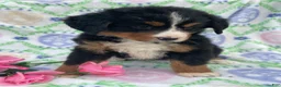 Bernese Mountain Dog dogs for sale: Fern - Ad 4