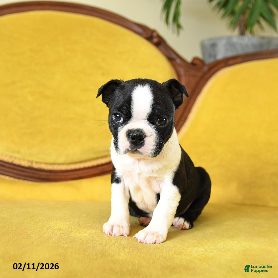 Boston Terrier dogs Roscoe - Ad 2