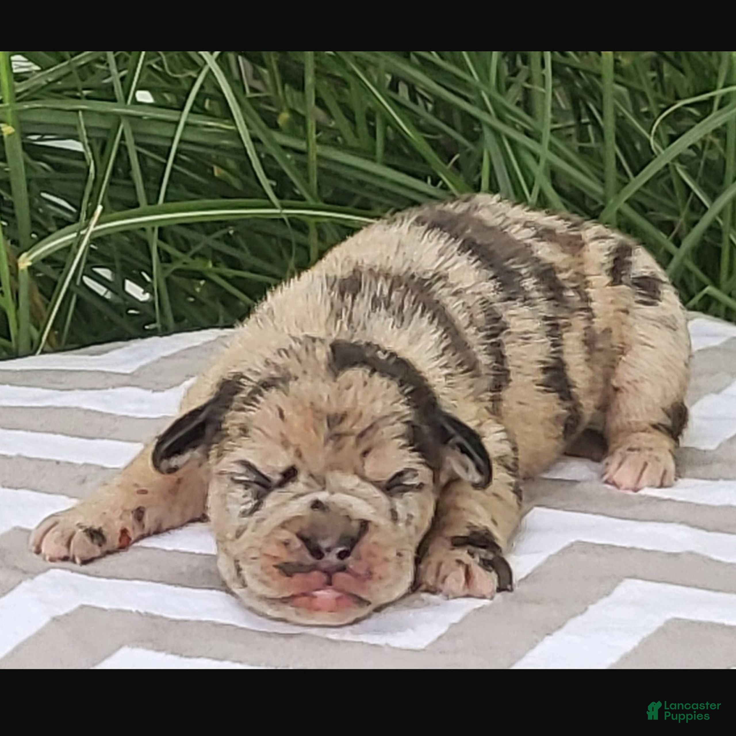 Beabull dogs Cally  - Ad 1