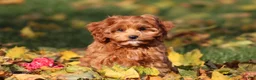 Cavapoo dogs for sale: Bently - Ad 8