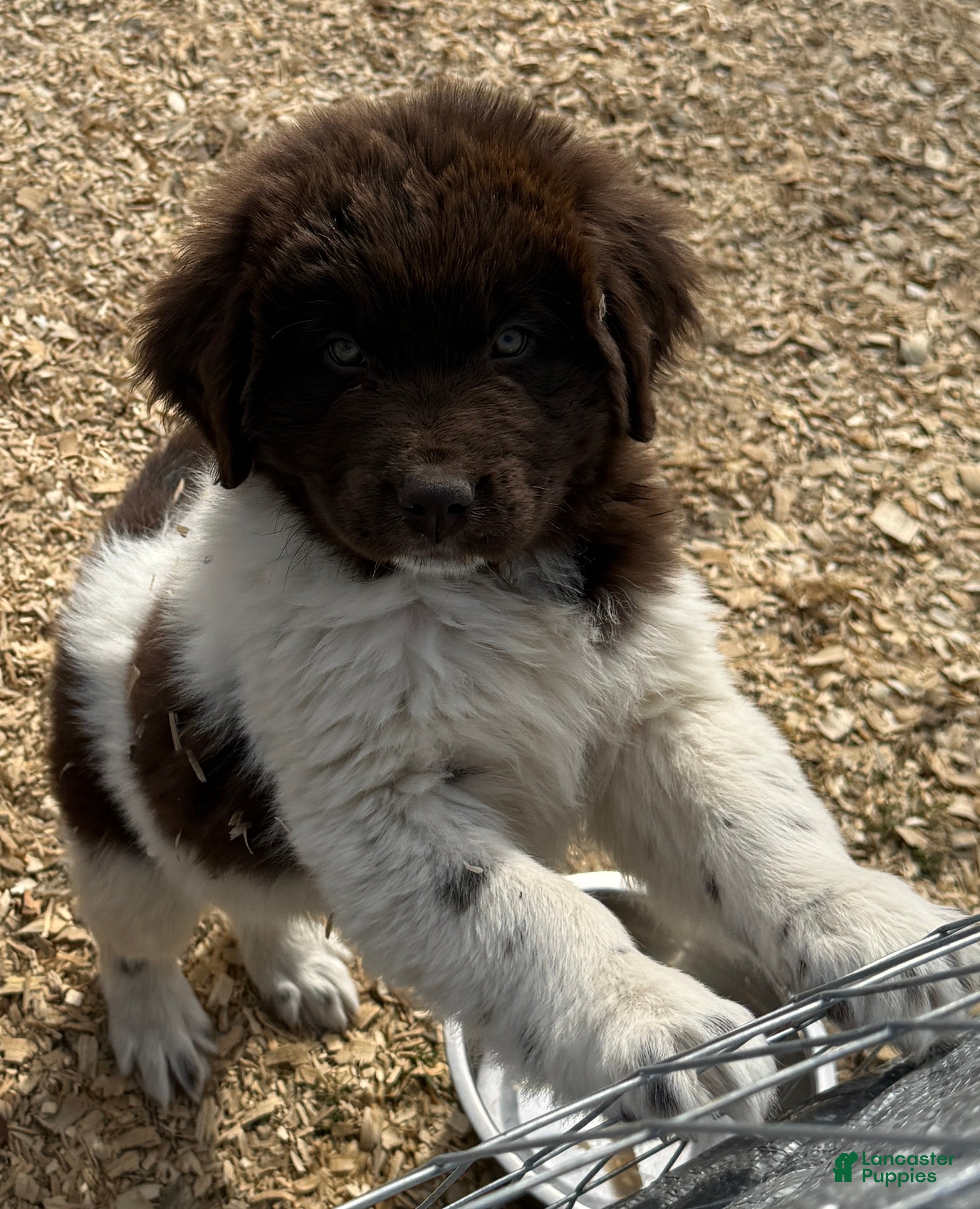 Newfoundland dogs Mistletoe  - Ad 6